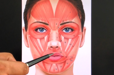 Botulinum Toxin & its Application Upper Lip Wrinkles Treatment